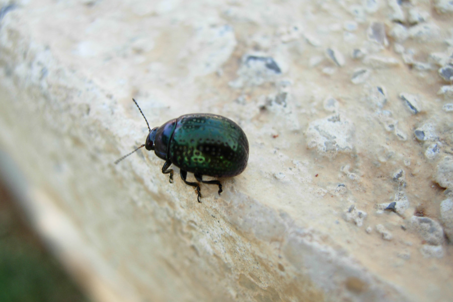 Coleotteri neri da Creta